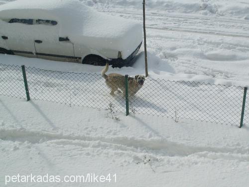 bidik Dişi Sibirya Kurdu (Husky)