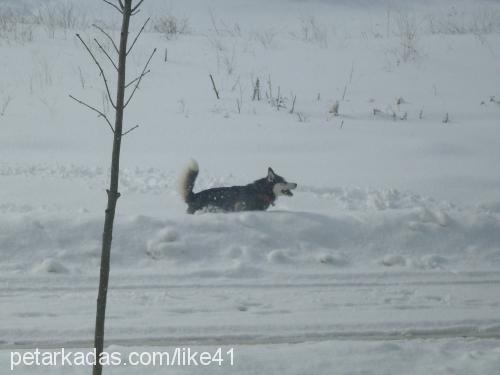 bidik Dişi Sibirya Kurdu (Husky)