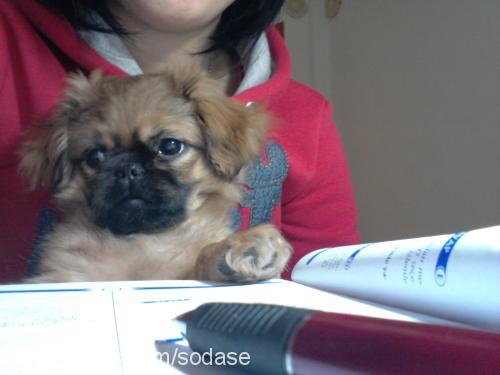 yoda Erkek Pekingese