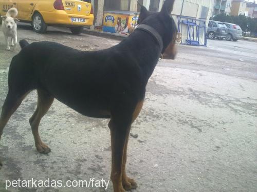 kral Erkek Doberman Pinscher