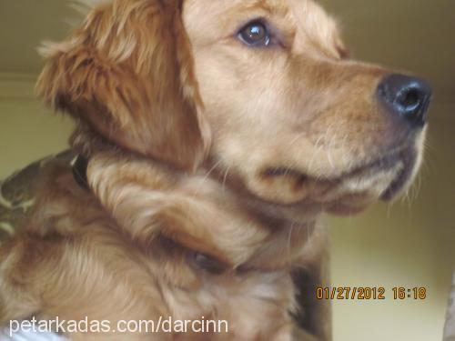 tarçın Dişi Golden Retriever