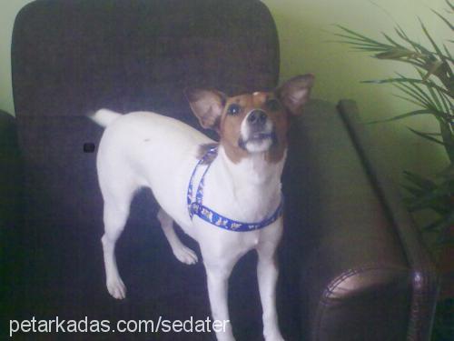 misha Dişi Jack Russell Terrier