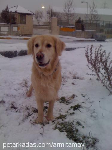 ateş Erkek Golden Retriever