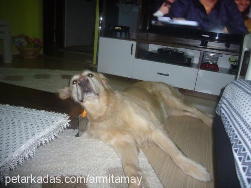 ateş Erkek Golden Retriever