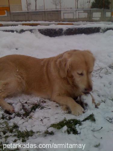 ateş Erkek Golden Retriever