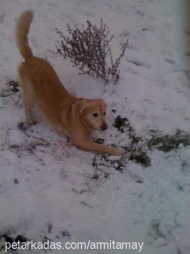 ateş Erkek Golden Retriever