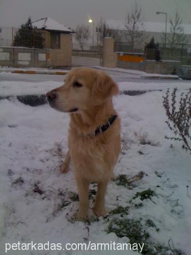 ateş Erkek Golden Retriever