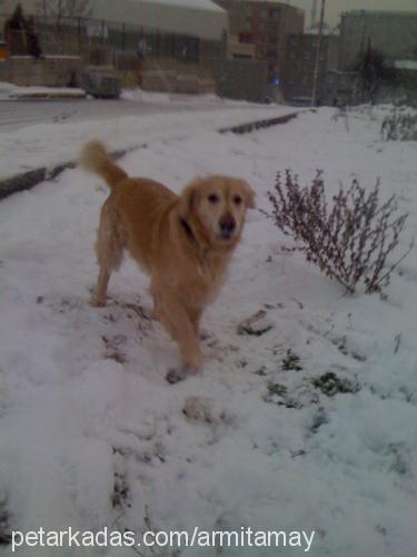 ateş Erkek Golden Retriever