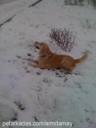 ateş Erkek Golden Retriever