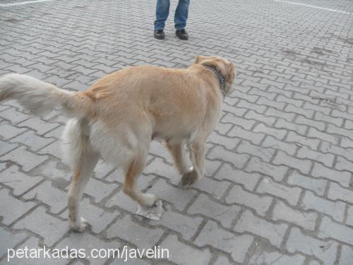 fender Dişi Golden Retriever