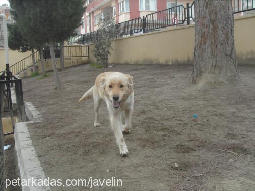 fender Dişi Golden Retriever