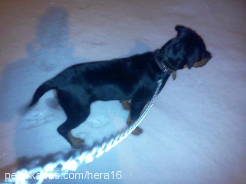 hera Dişi Rottweiler