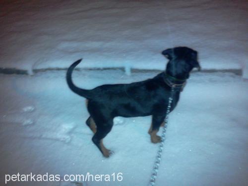 hera Dişi Rottweiler