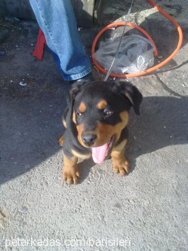 paşa Erkek Rottweiler