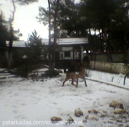 akelavonyana Erkek Alman Çoban Köpeği