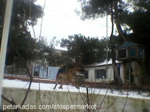 akelavonyana Erkek Alman Çoban Köpeği