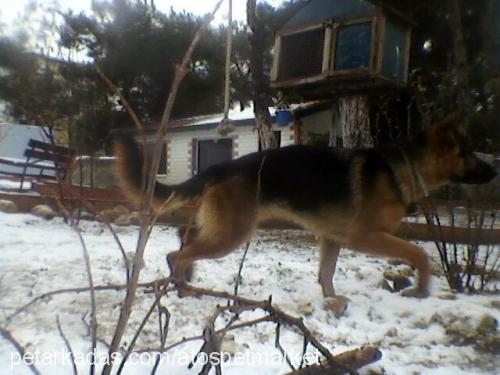 akelavonyana Erkek Alman Çoban Köpeği