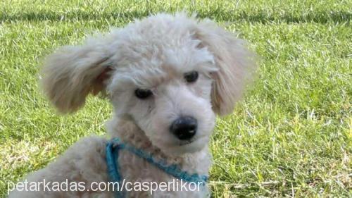 casper Erkek Poodle (Minyatür Kaniş)