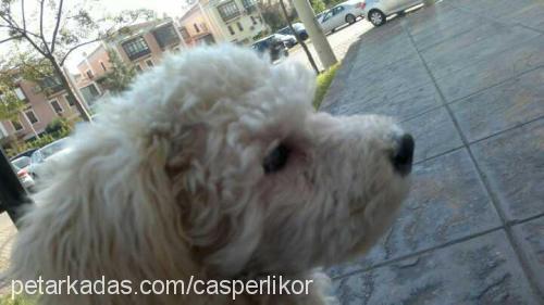 casper Erkek Poodle (Minyatür Kaniş)