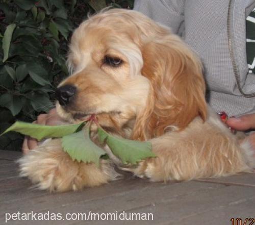 momi Erkek Amerikan Cocker Spaniel