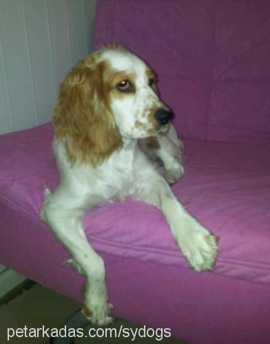 natasha Dişi İngiliz Cocker Spaniel