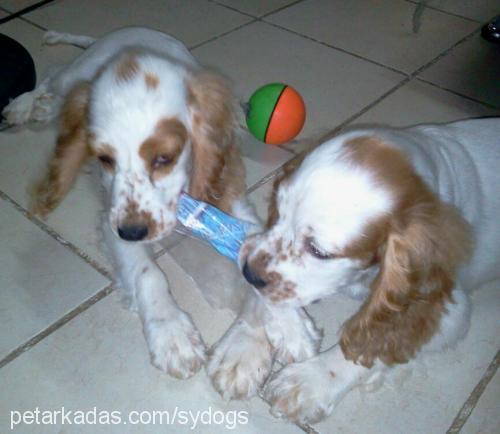 natasha Dişi İngiliz Cocker Spaniel