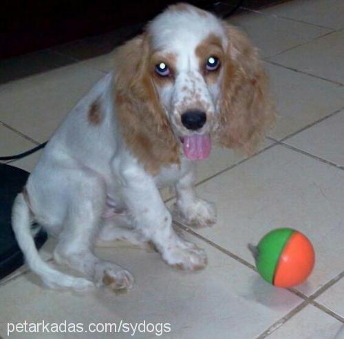 natasha Dişi İngiliz Cocker Spaniel