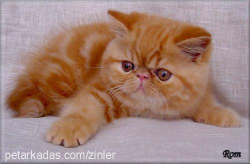 ares Erkek Exotic Shorthair