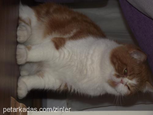 ares Erkek Exotic Shorthair