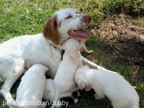 şanslı Dişi Sokö (Sokak Köpeği)