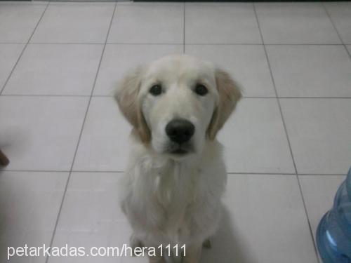 hera Dişi Golden Retriever