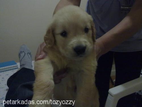 tonysert Erkek Golden Retriever