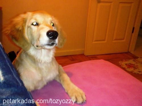 tonysert Erkek Golden Retriever