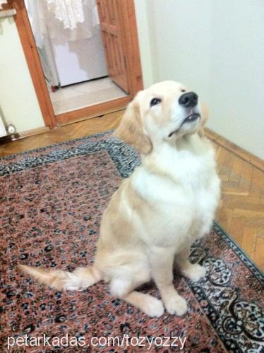 tonysert Erkek Golden Retriever