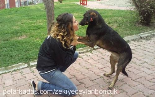 ceylan Dişi Sokö (Sokak Köpeği)