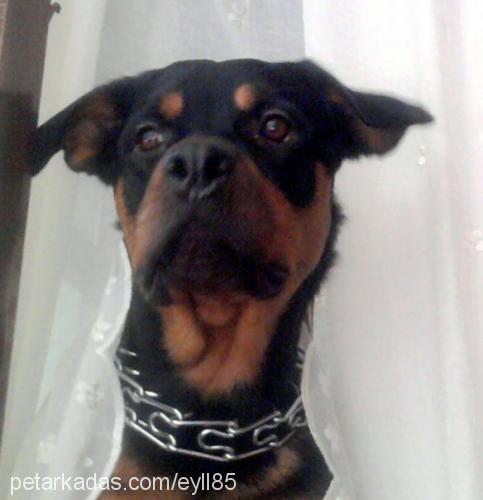 çakıl Dişi Rottweiler