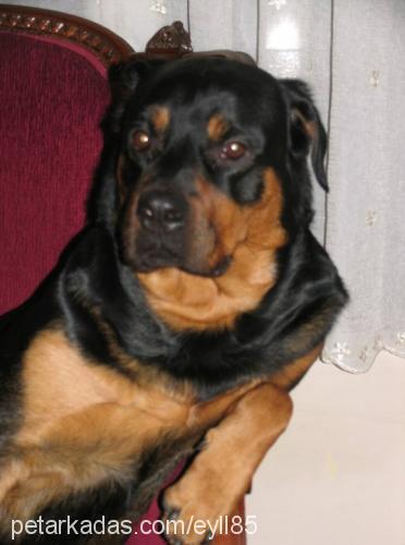 çakıl Dişi Rottweiler