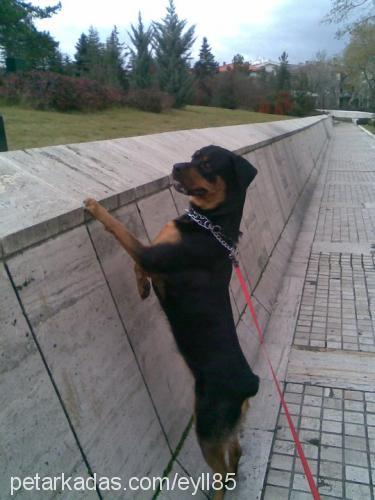 çakıl Dişi Rottweiler