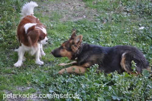 kiko Erkek Cavalier King Charles Spanieli