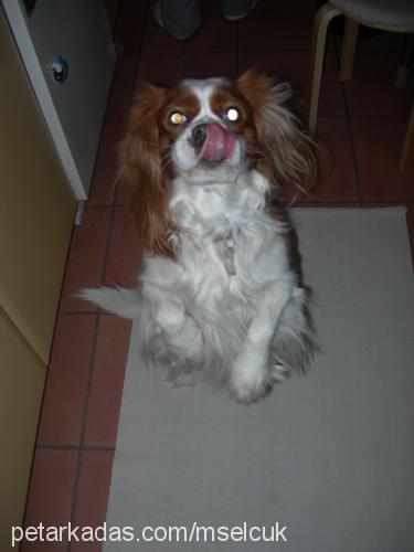 kiko Erkek Cavalier King Charles Spanieli