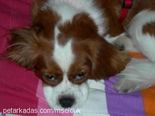 kiko Erkek Cavalier King Charles Spanieli