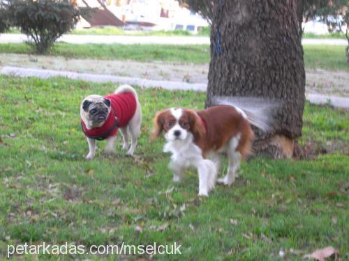 kiko Erkek Cavalier King Charles Spanieli