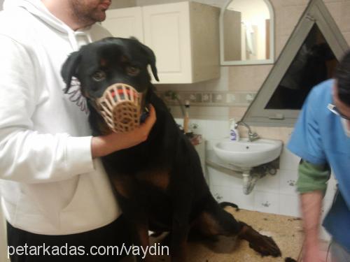 jaja Erkek Rottweiler