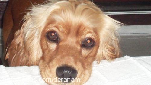 kuka Dişi İngiliz Cocker Spaniel