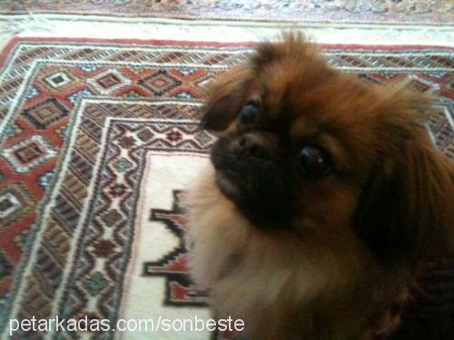 paris Dişi Pekingese