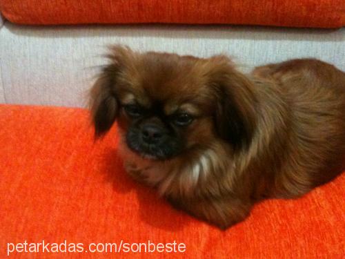 paris Dişi Pekingese