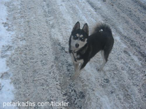 snowy Dişi Alaskan Malamute