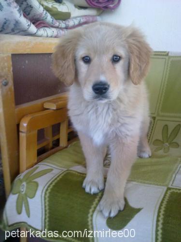 lindaa Dişi Golden Retriever