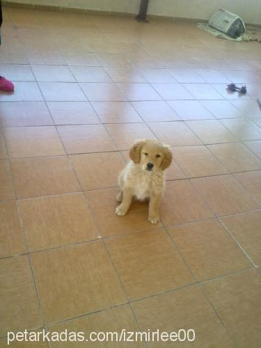 lindaa Dişi Golden Retriever