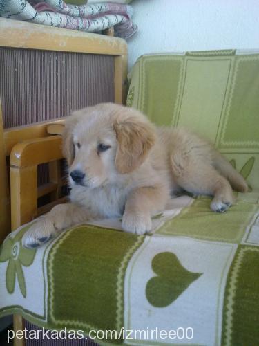 lindaa Dişi Golden Retriever